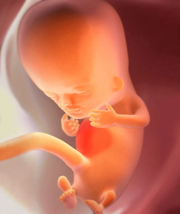 10η Εβδομάδα Εγκυμοσύνης: Το Έμβρυο