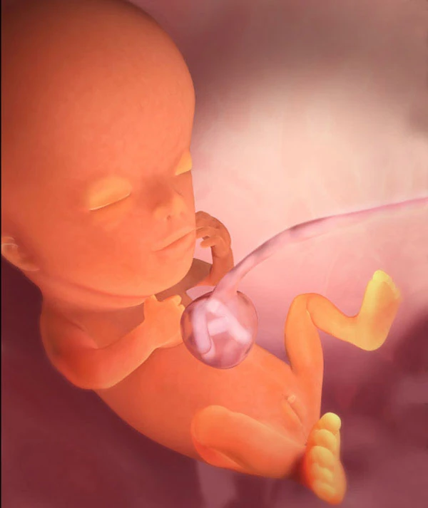 11η Εβδομάδα Εγκυμοσύνης: Το Έμβρυο