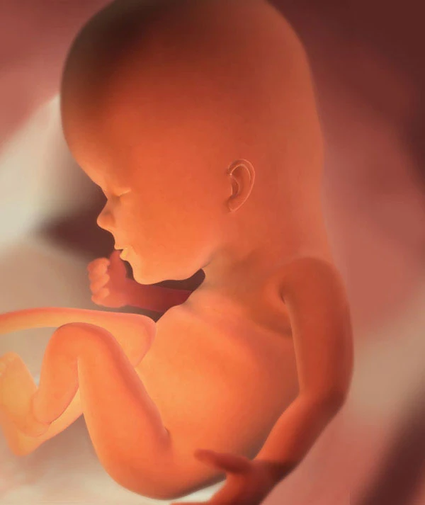 12η Εβδομάδα Εγκυμοσύνης: Το Έμβρυο