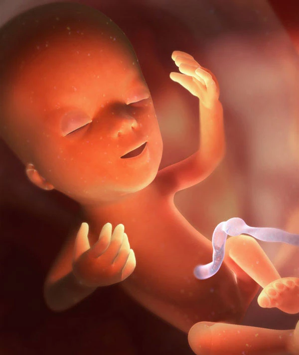 13η Εβδομάδα Εγκυμοσύνης: Το Έμβρυο