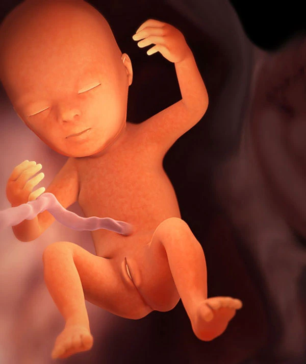 18η Εβδομάδα Εγκυμοσύνης: Το Έμβρυο