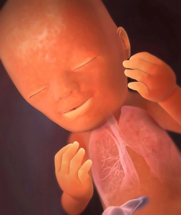 19η Εβδομάδα Εγκυμοσύνης: Το Έμβρυο