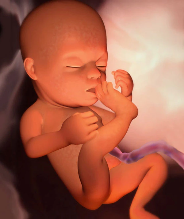 20η Εβδομάδα Εγκυμοσύνης: Το Έμβρυο