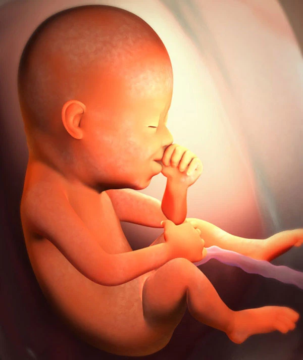 21η Εβδομάδα Εγκυμοσύνης: Το Έμβρυο