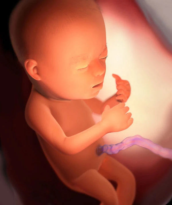 22η Εβδομάδα Εγκυμοσύνης: Το Έμβρυο