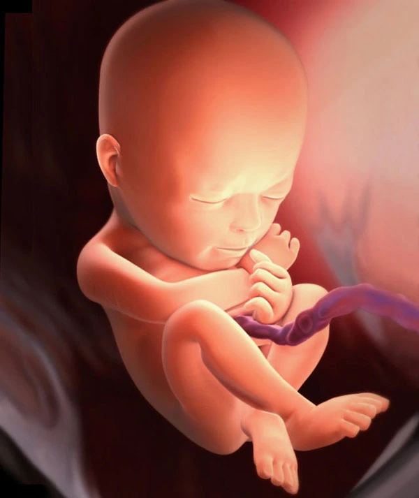 23η Εβδομάδα Εγκυμοσύνης: Το Έμβρυο