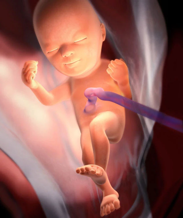 24η Εβδομάδα Εγκυμοσύνης: Το Έμβρυο
