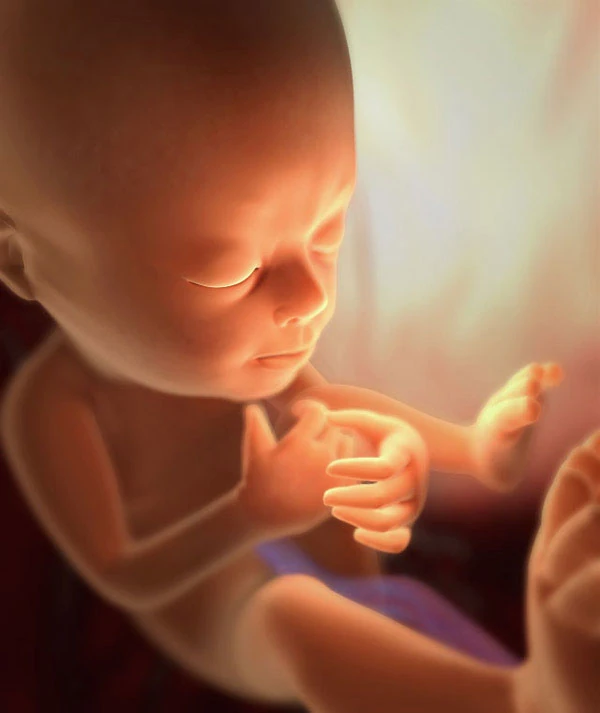 25η Εβδομάδα Εγκυμοσύνης: Το Έμβρυο
