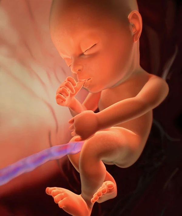 26η Εβδομάδα Εγκυμοσύνης: Το Έμβρυο