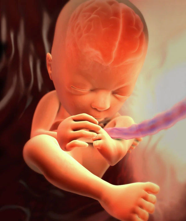 27η Εβδομάδα Εγκυμοσύνης: Το Έμβρυο