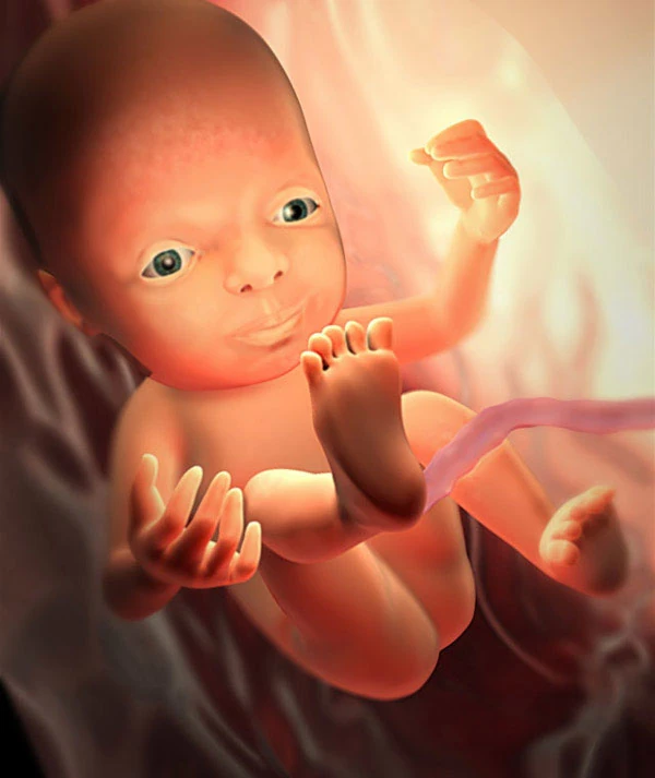 28η Εβδομάδα Εγκυμοσύνης: Το Έμβρυο