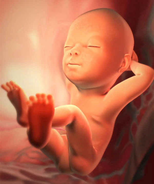 29η Εβδομάδα Εγκυμοσύνης: Το Έμβρυο