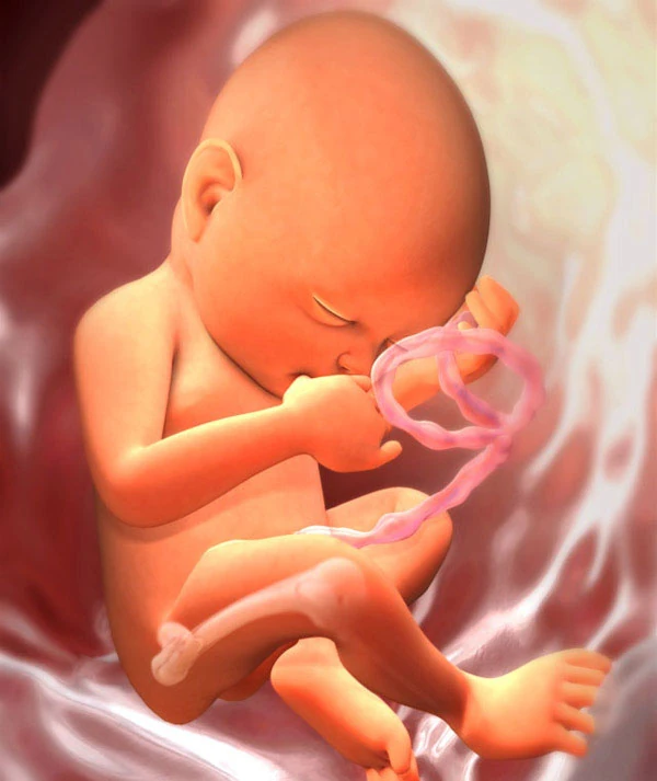 30η Εβδομάδα Εγκυμοσύνης: Το Έμβρυο