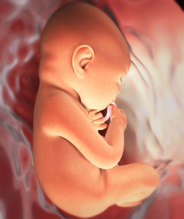 31η Εβδομάδα Εγκυμοσύνης: Το Έμβρυο
