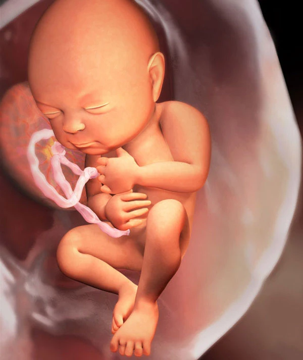 32η Εβδομάδα Εγκυμοσύνης: Το Έμβρυο