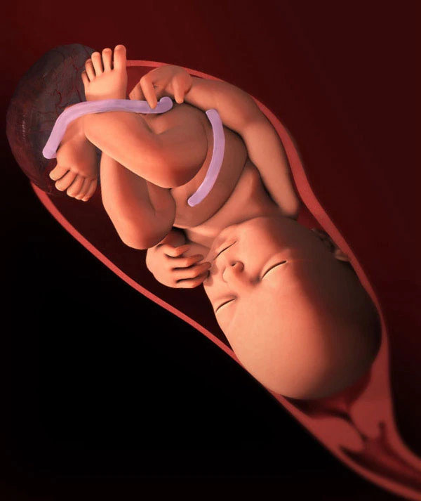 38η Εβδομάδα: Το Έμβρυο