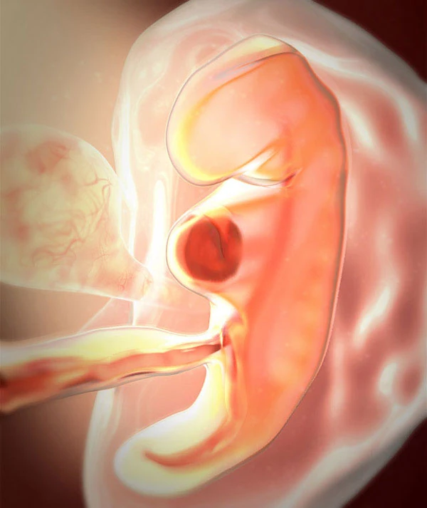 5η Εβδομάδα Εγκυμοσύνης: Το Έμβρυο