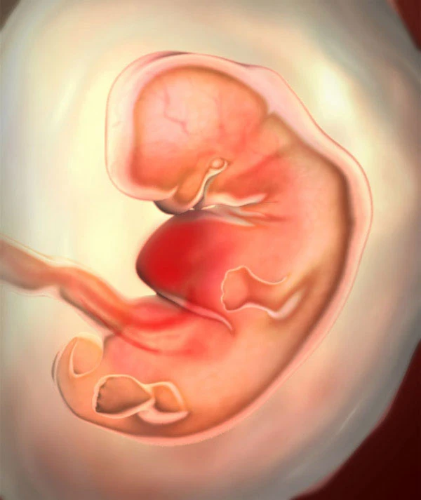 6η Εβδομάδα Εγκυμοσύνης: Το Έμβρυο