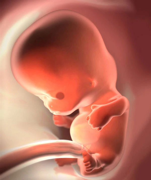 8η Εβδομάδα Εγκυμοσύνης: Το Έμβρυο